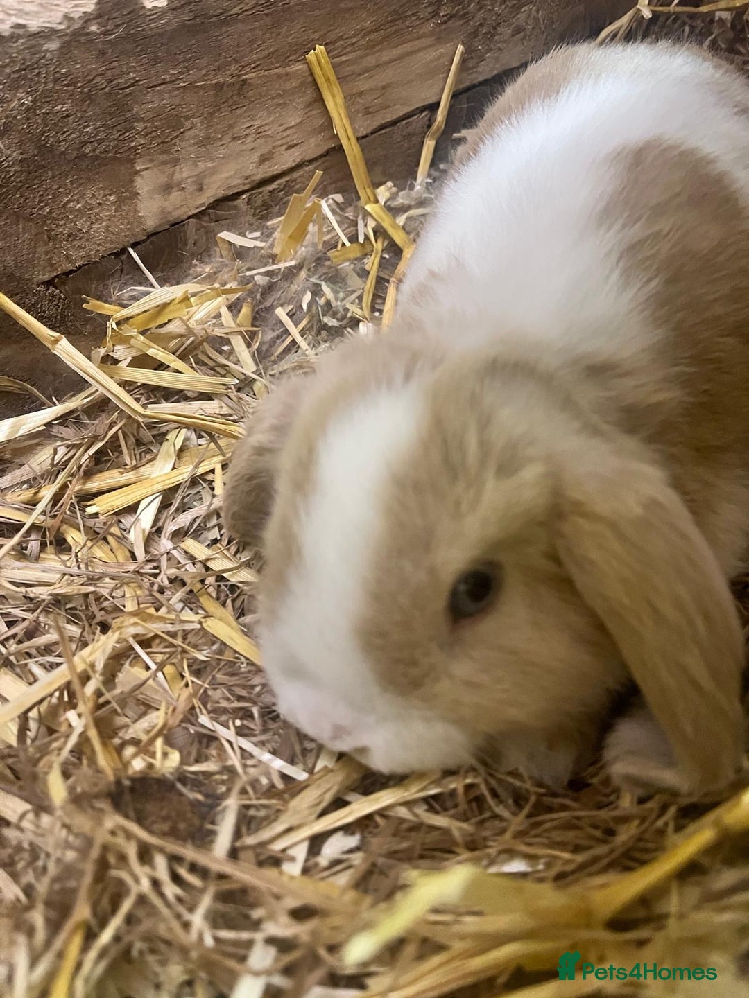 Mini Lop rabbits for sale: 2 Female Minilop Babies for sale £100 for the pair - Image 6