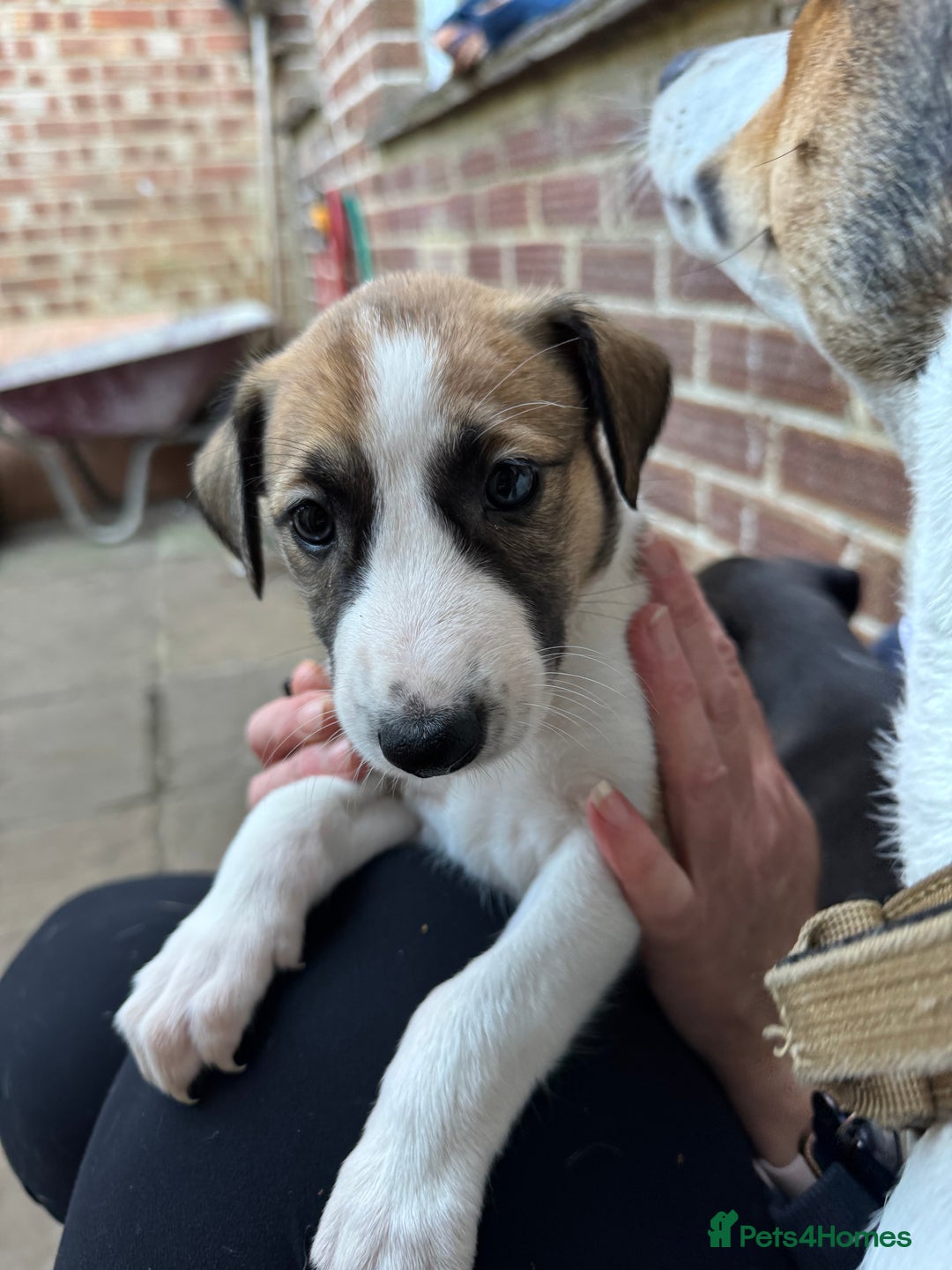 Mixed Breed dogs for sale: Lurcher cross pups - Image 3