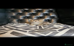 British Shorthair cats for sale: Stunning last British shorthair kitten  - Image 3
