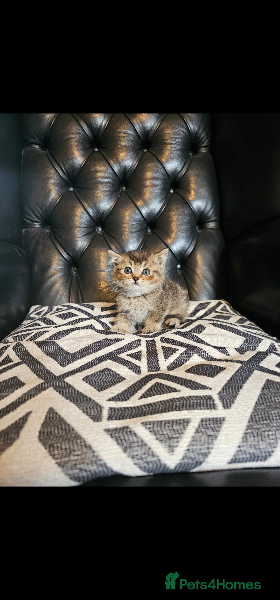 British Shorthair cats for sale: Stunning last British shorthair kitten  - Image 3