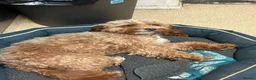 Cockapoo dogs for sale: Lovely little dog Available now - Advert 4