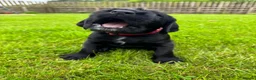 Mixed Breed dogs for sale: Last Chunky Dog Pup left GWPxLab - Advert 6