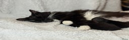 Domestic Shorthair cats for sale: Gorgeous fluffy kittens - Advert 14