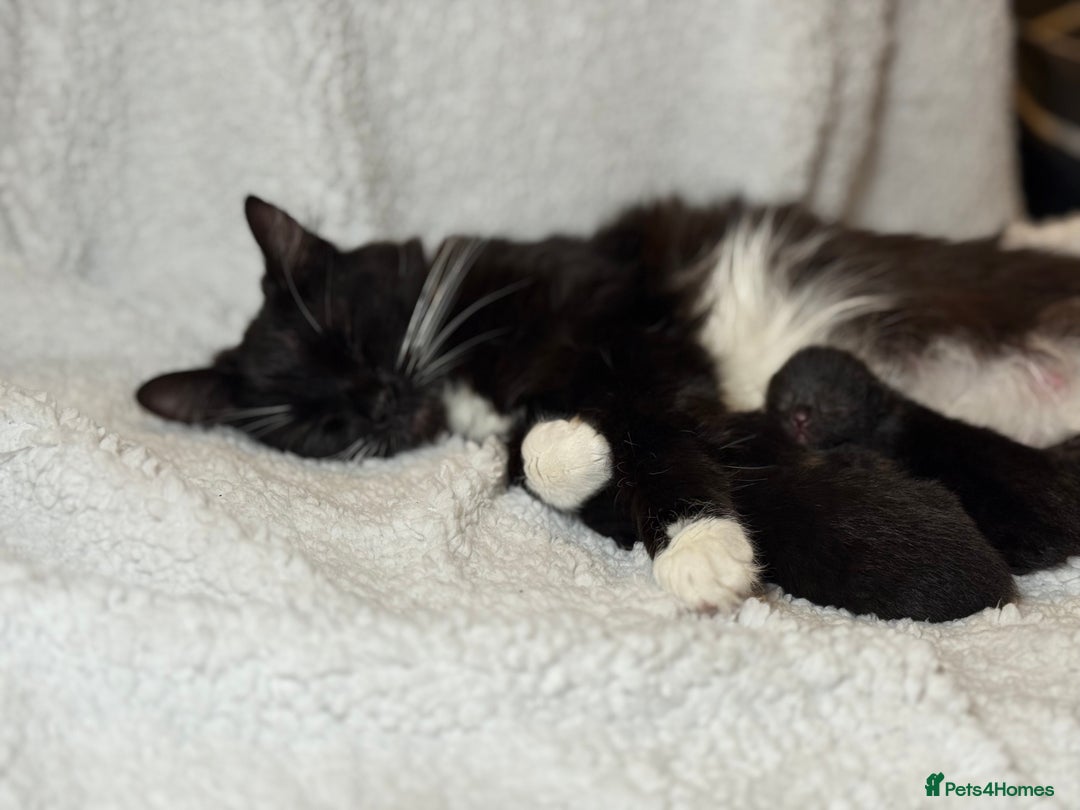 Domestic Shorthair cats for sale: Gorgeous fluffy kittens - Advert 14