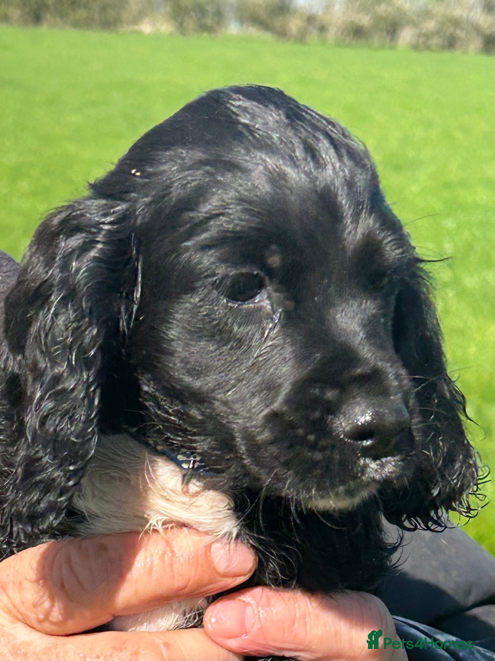 Cocker Spaniel dogs  Black KC Registered W C Spaniel puppies - Advert 2