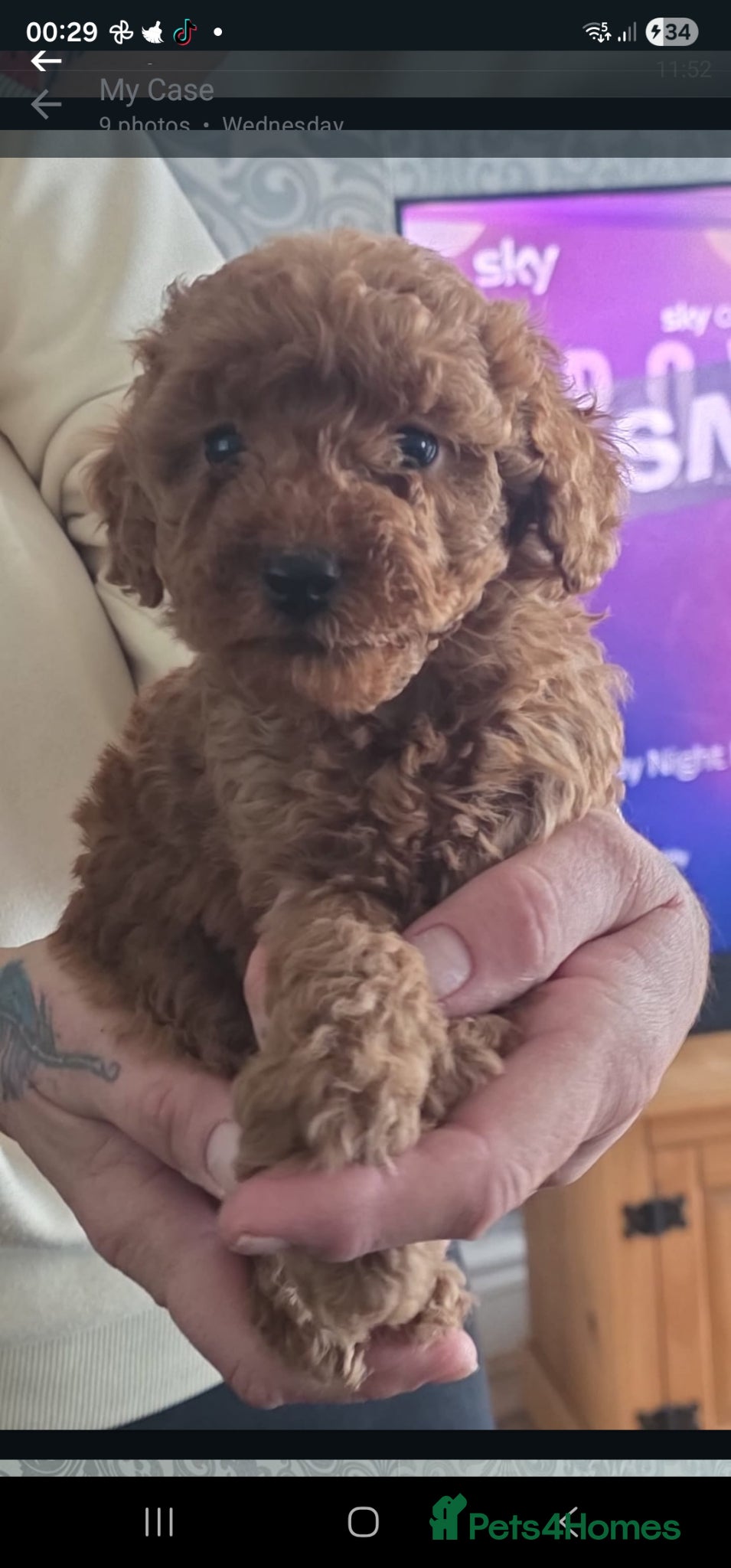 Cockapoo dogs 1,200 - Advert 5