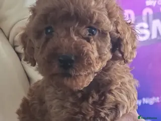 Cockapoo dogs 1,200 - Advert 5