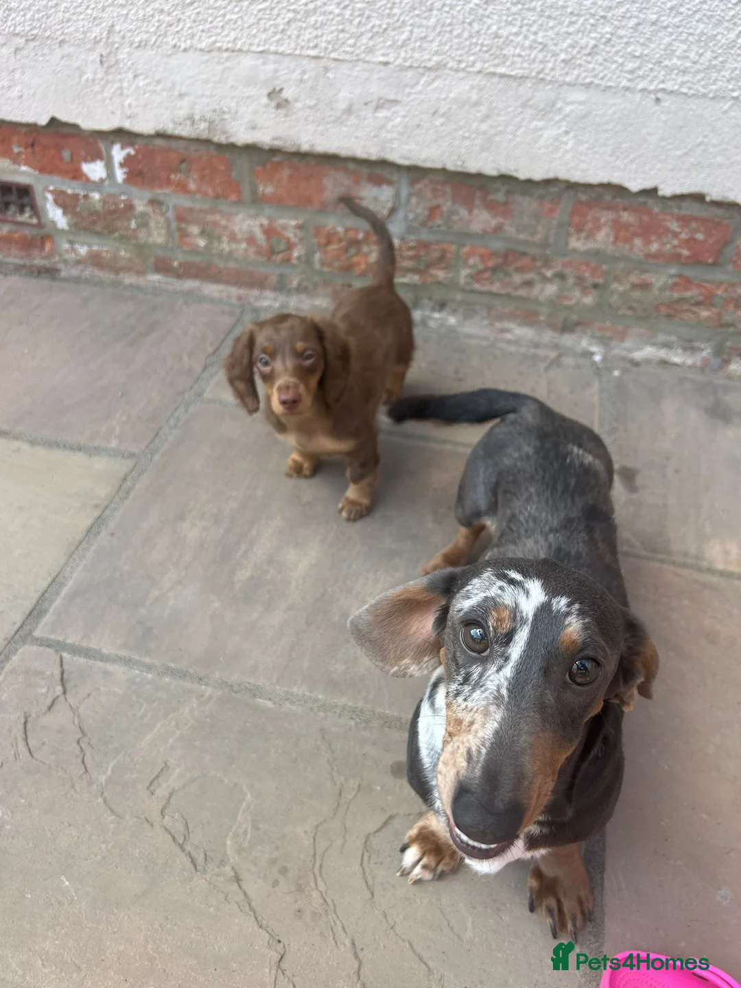 Dachshund dogs for stud: Miniature Daschund for Stud in York - Advert 14