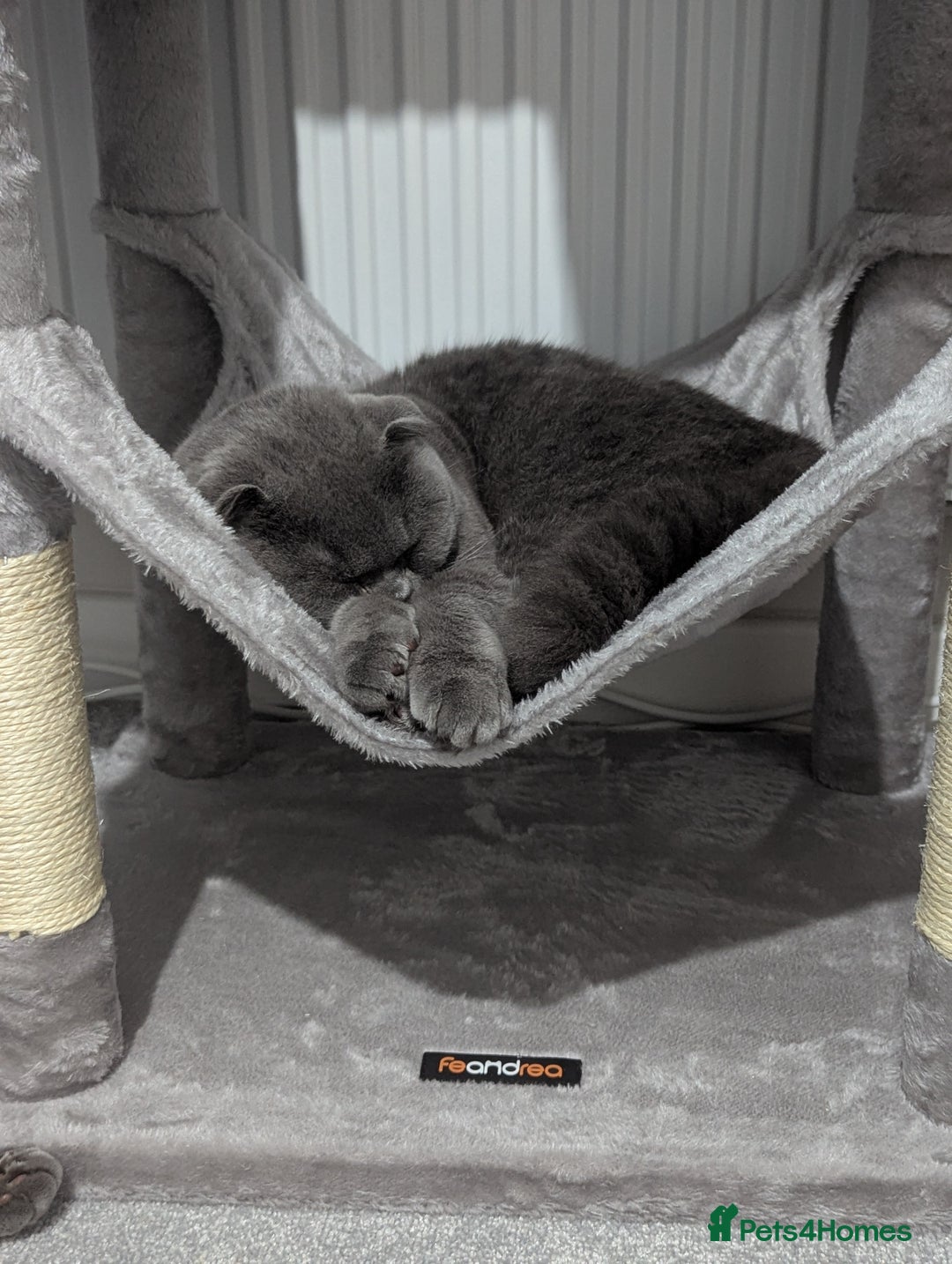 Scottish Fold cats for sale: Sweet Scottish Fold Boy - Advert 2