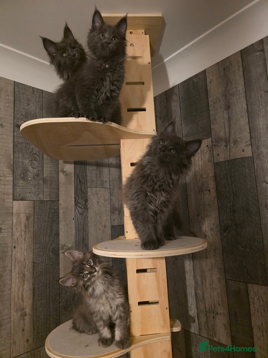 Maine Coon cats for sale: Maine Coon kittens avaliable - Image 14