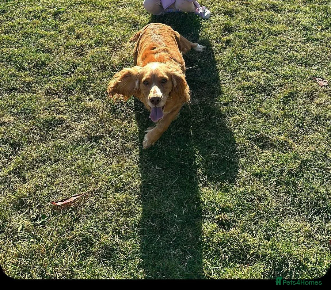 Cocker Spaniel dogs for sale: Cocker spaniel pups - Advert 8