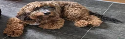 Cockapoo dogs for stud: Experienced & Dna tested F1 Sable Cockapoo Stud in Cannock - Advert 11