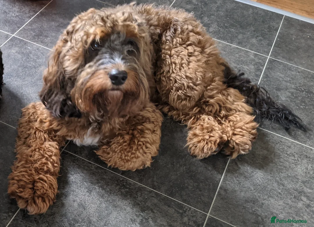 Cockapoo dogs for stud: Experienced & Dna tested F1 Sable Cockapoo Stud in Cannock - Advert 11