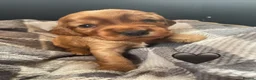 Cocker Spaniel dogs for sale: 5* Show cocker spaniels puppies  - Advert 1