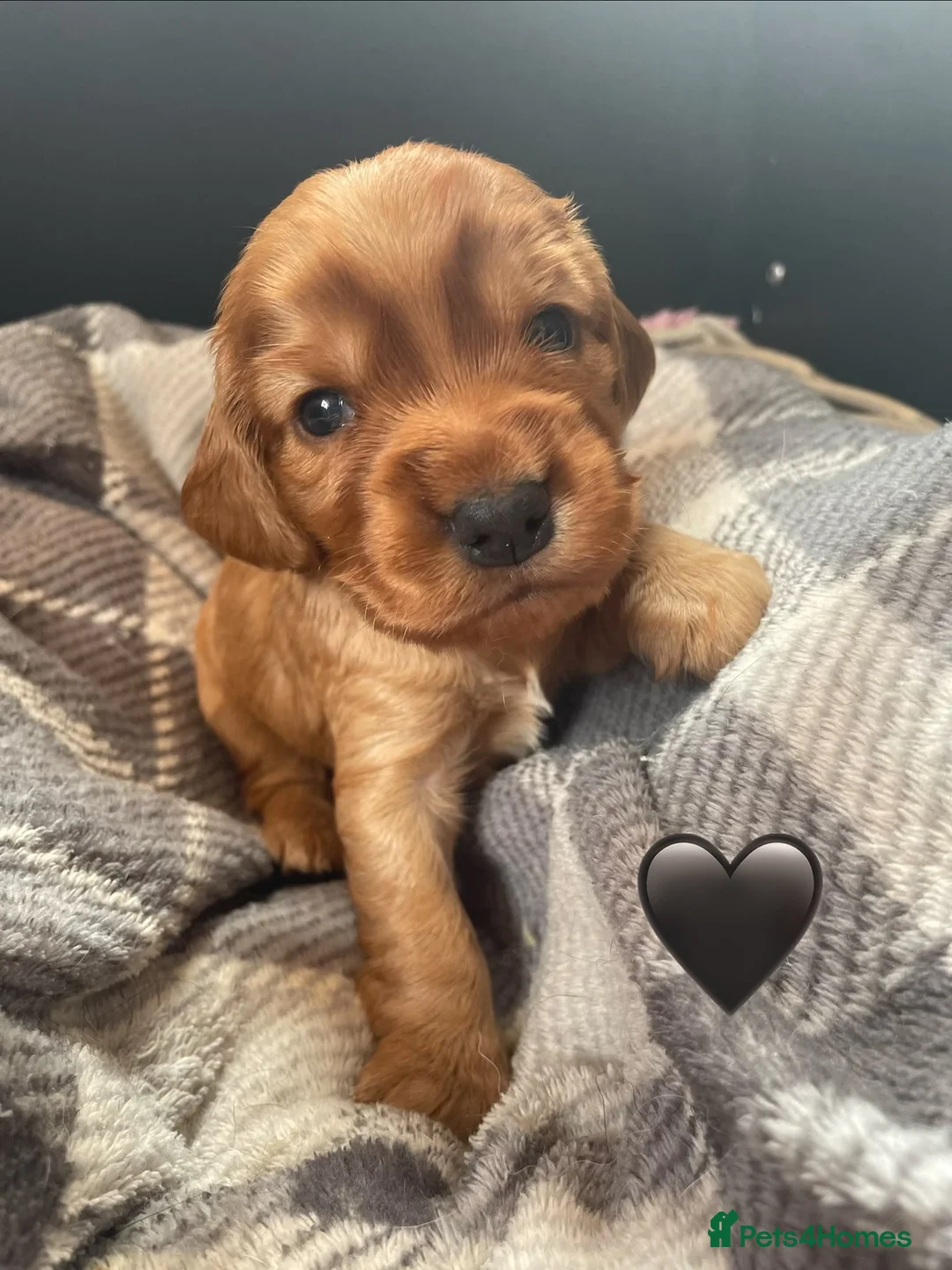 Cocker Spaniel dogs for sale: 5* Show cocker spaniels puppies  - Advert 1