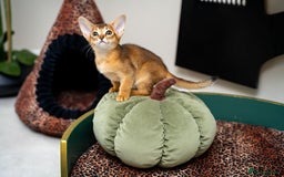 Abyssinian cats for sale: Elegant Abyssinian Kittens Champion Lines 🏆 🥇  - Image 27
