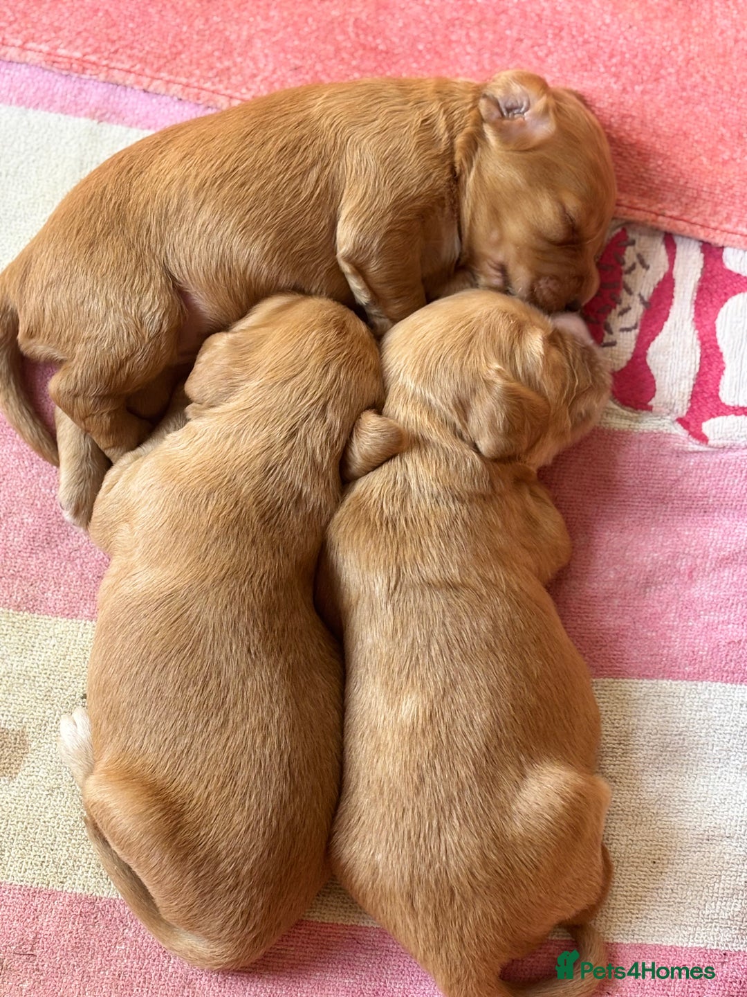 Sprocker dogs for sale: Beautiful, Loveable Spaniels For Sale - Image 15