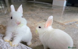 Netherland Dwarf rabbits for sale: Three White Netherland Dwarf Baby Rabbits - Image 3