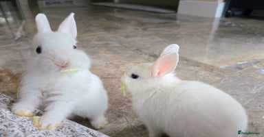 Netherland Dwarf rabbits - Advert 3