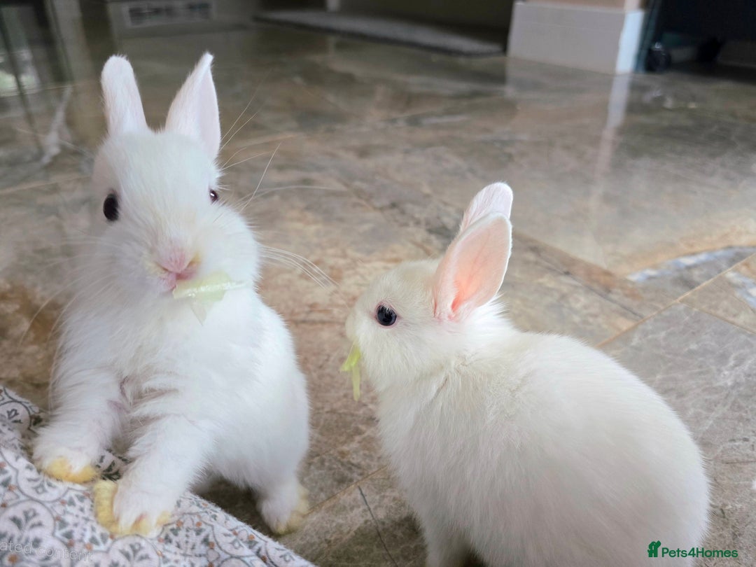 Netherland Dwarf rabbits for sale: Three White Netherland Dwarf Baby Rabbits - Image 3