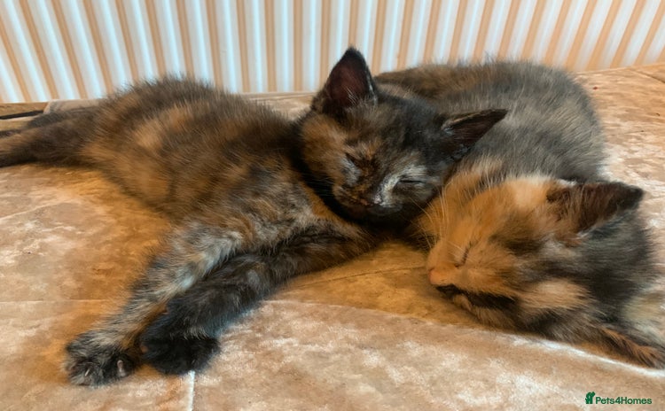 British Shorthair cats - Advert 13