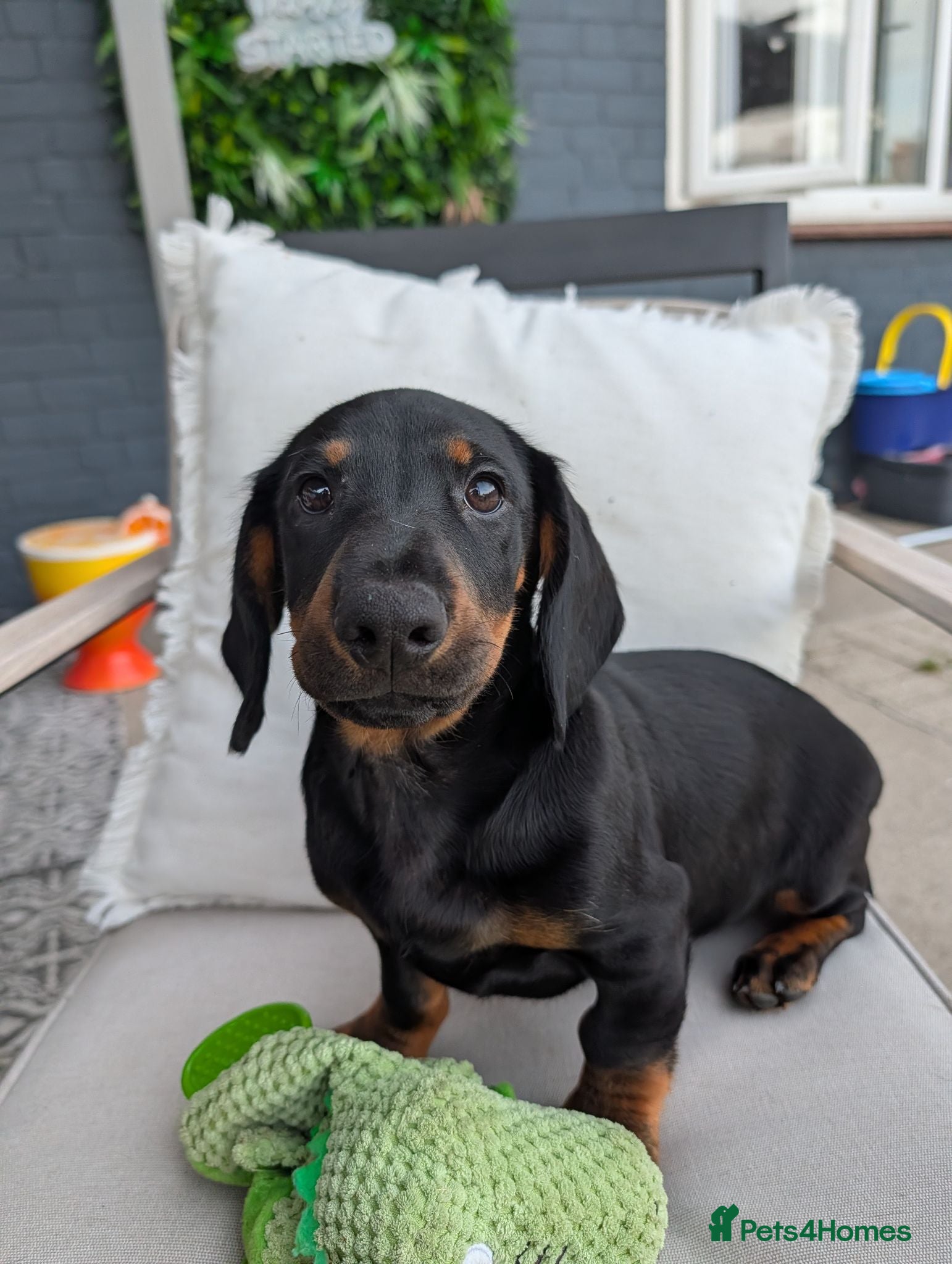 Mixed Breed dogs Dash x cocker - Advert 3