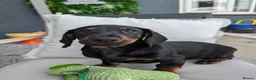 Mixed Breed dogs for sale: Dash x cocker - Advert 1