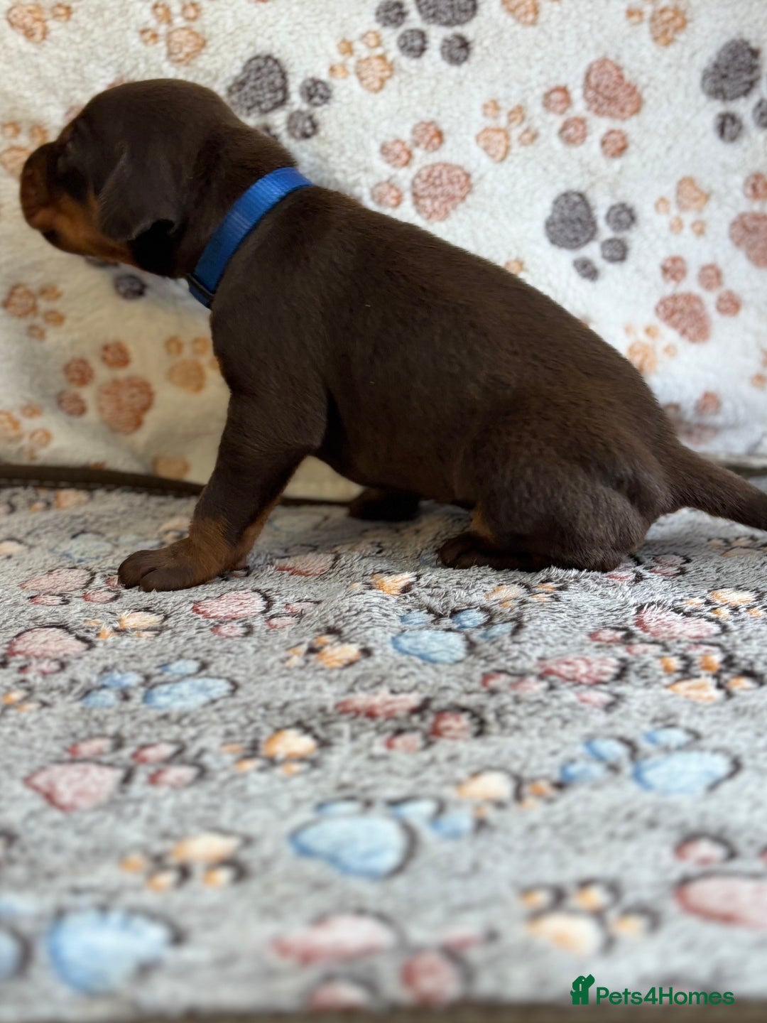 Dobermann dogs for sale: Doberman Puppies For Sale  - Image 3