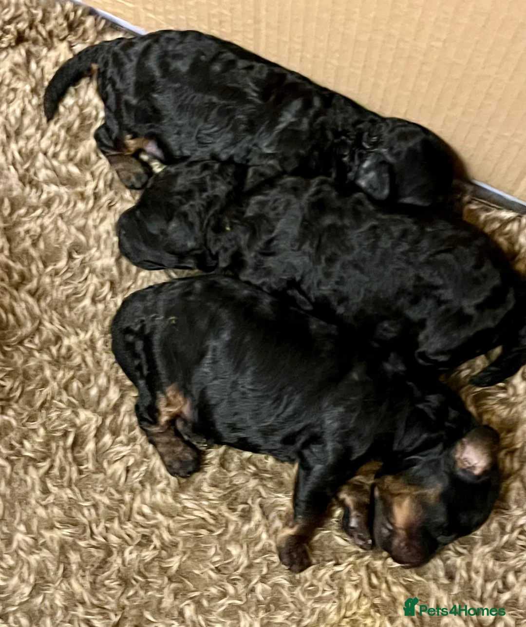 Toy Poodle dogs for sale: Toy Poodle puppies KC reg heath and DNA clear - Advert 4