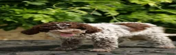 Lagotto Romagnolo dogs for sale: Lagotto Romagnolo - Advert 8