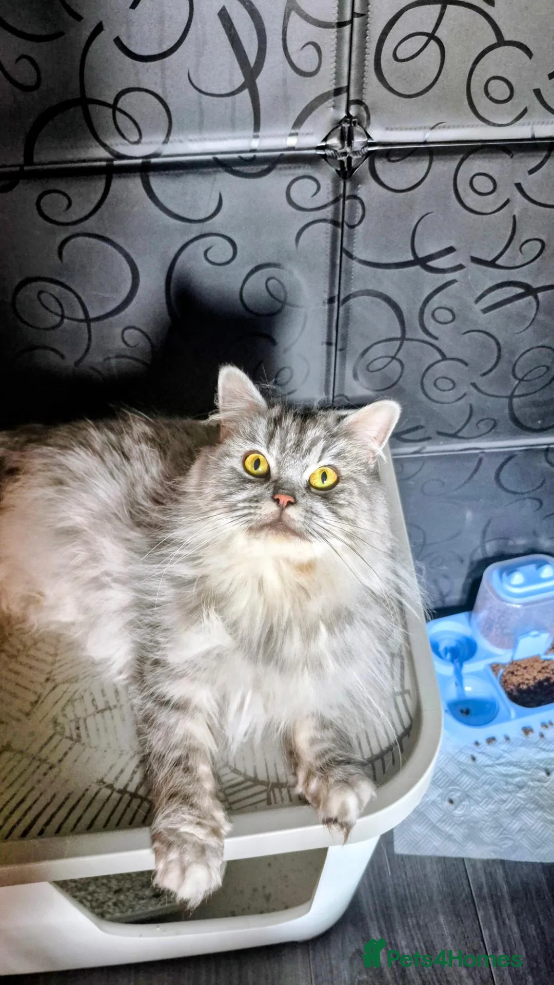 British Shorthair cats for sale: Gccf Reg British Longhair boys - Advert 2