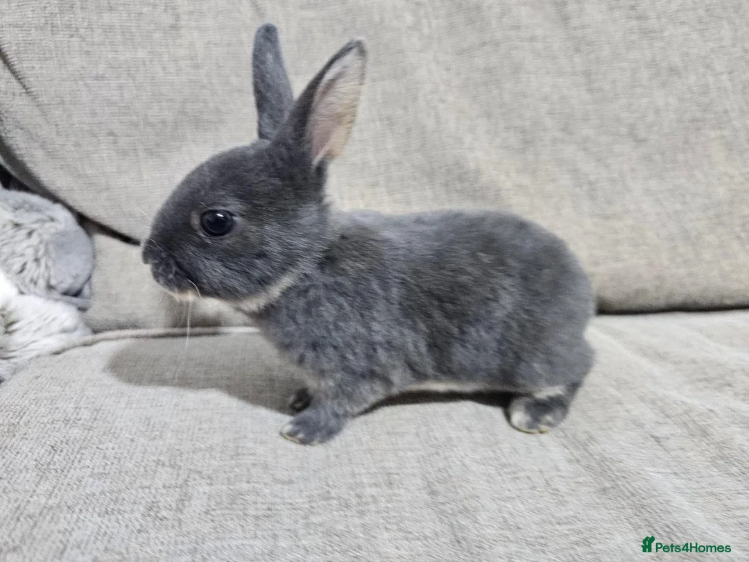 Rex rabbits for sale:  Adorable Rex Rabbits Babies - Advert 2