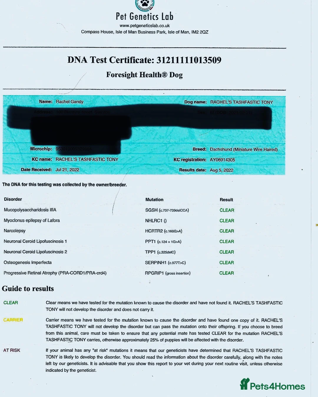 Miniature Dachshund dogs for stud: STUD *PROVEN**MINIATURE WIREHAIRED DACHSHUND STUD  in Manchester - Advert 2