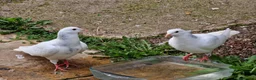 Pigeons birds for sale: White Tumbler baby pigeon for sale - Advert 2