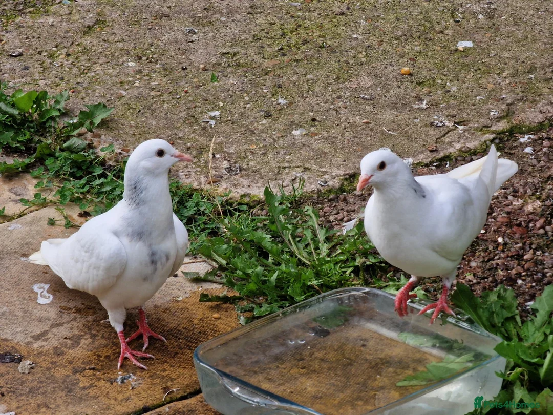 Pigeons birds for sale: White Tumbler baby pigeon for sale - Advert 2