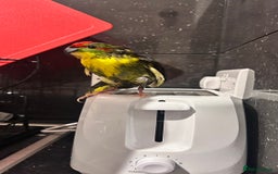 Parrots birds for sale: Girl kakariki  - Image 4