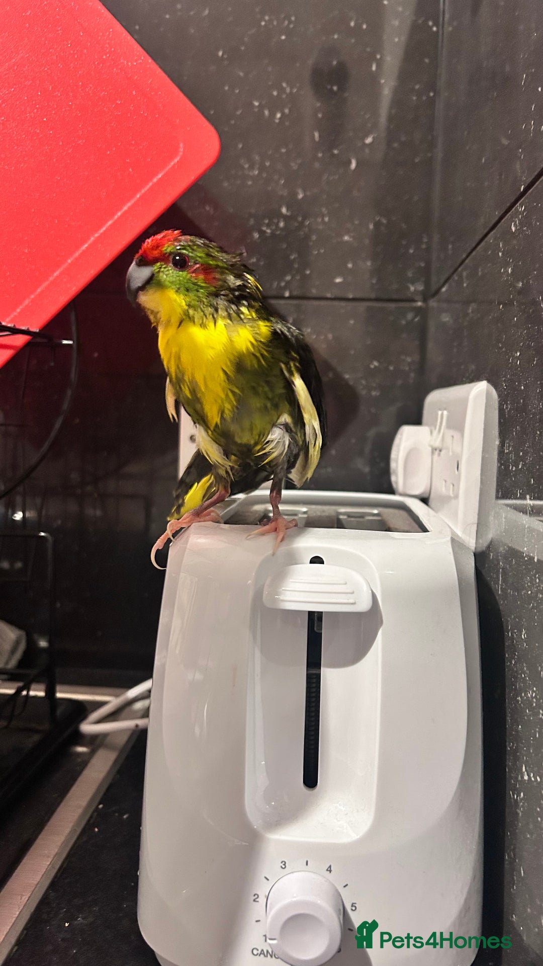 Parrots birds for sale: Girl kakariki  - Image 4