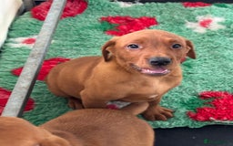 Labrador Retriever dogs for sale: Ready to leave, KC Labrador litter, boys & girls  - Image 4