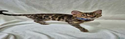 Bengal cats for sale: ONE LEFT! TICA REG glitter cuddly boy, 5 months! in Port Glasgow - Advert 2