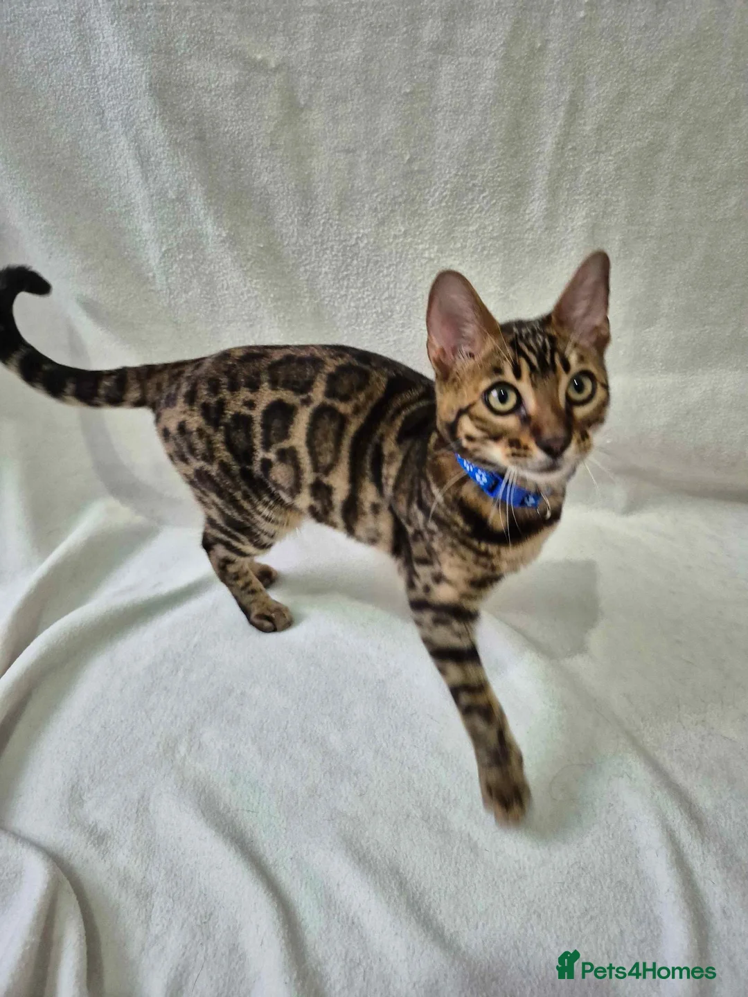 Bengal cats for sale: ONE LEFT! TICA REG glitter cuddly boy, 5 months! in Port Glasgow - Advert 2