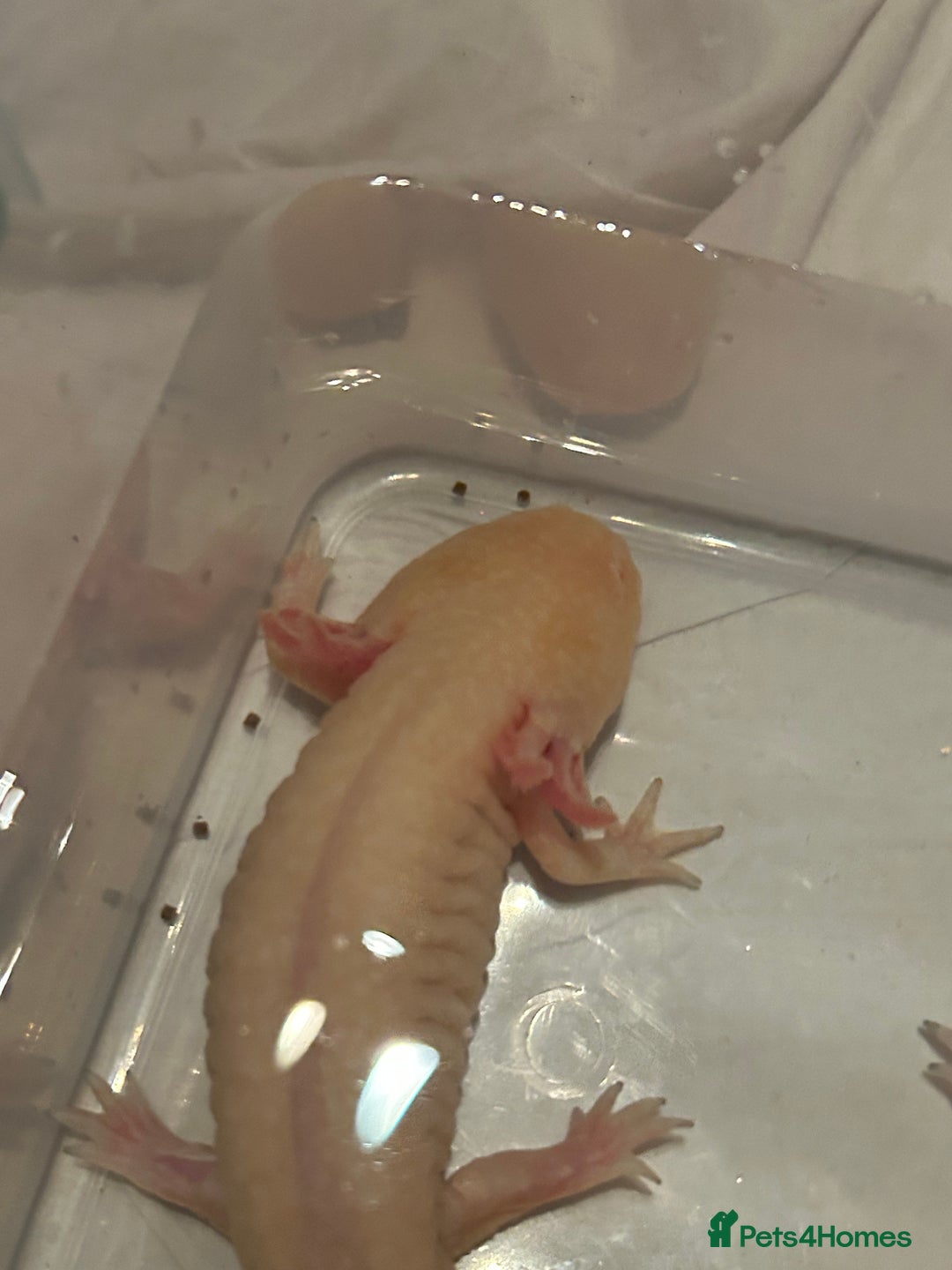 Axolotl reptiles for sale: Pair of axylotls - Advert 2