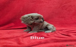 Sproodle dogs for sale: Beautiful F1b Sproodle Pups, 4 Boys & 4 Girls - Image 4