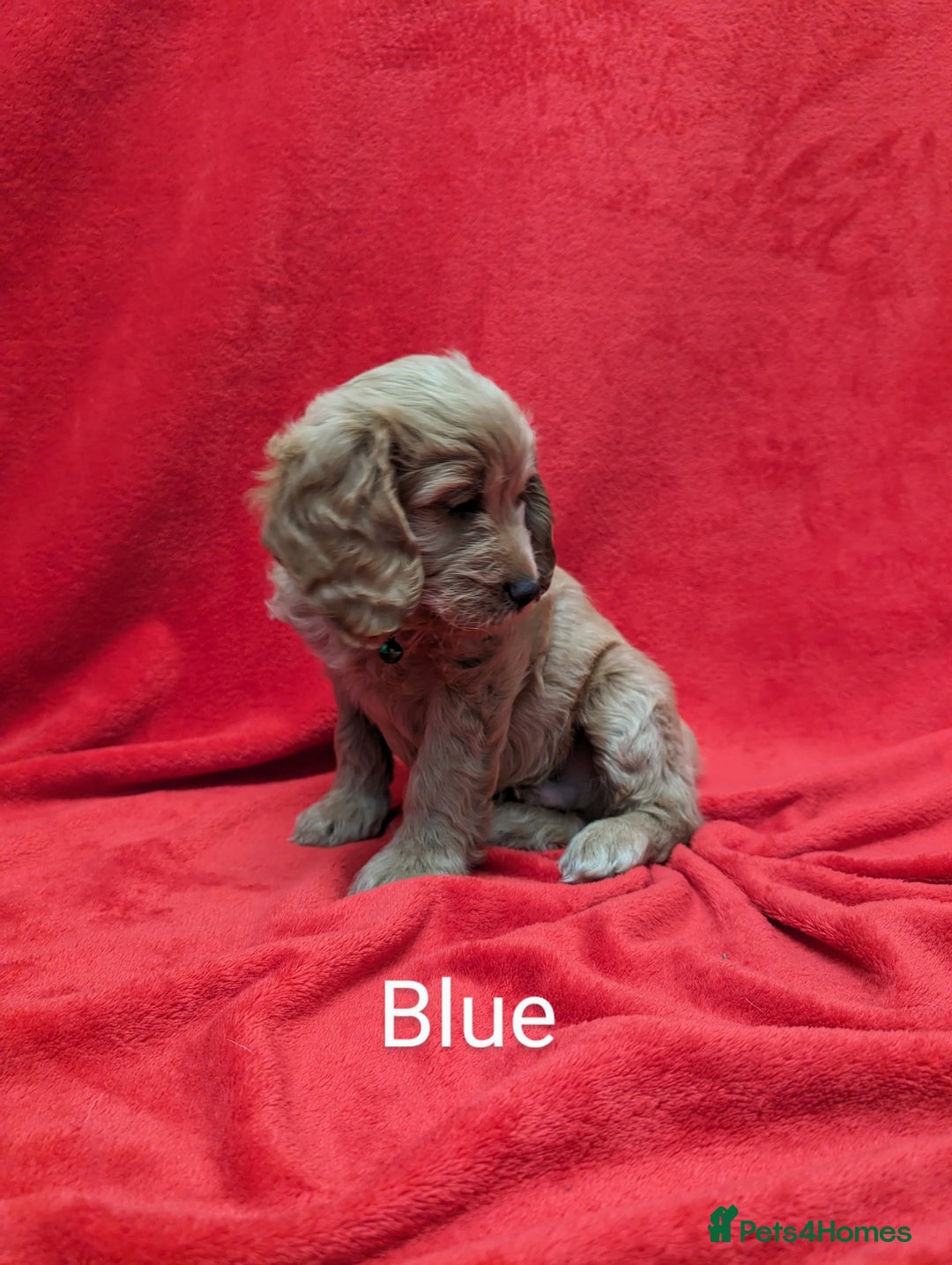 Sproodle dogs for sale: Beautiful F1b Sproodle Pups, 4 Boys & 4 Girls - Image 4