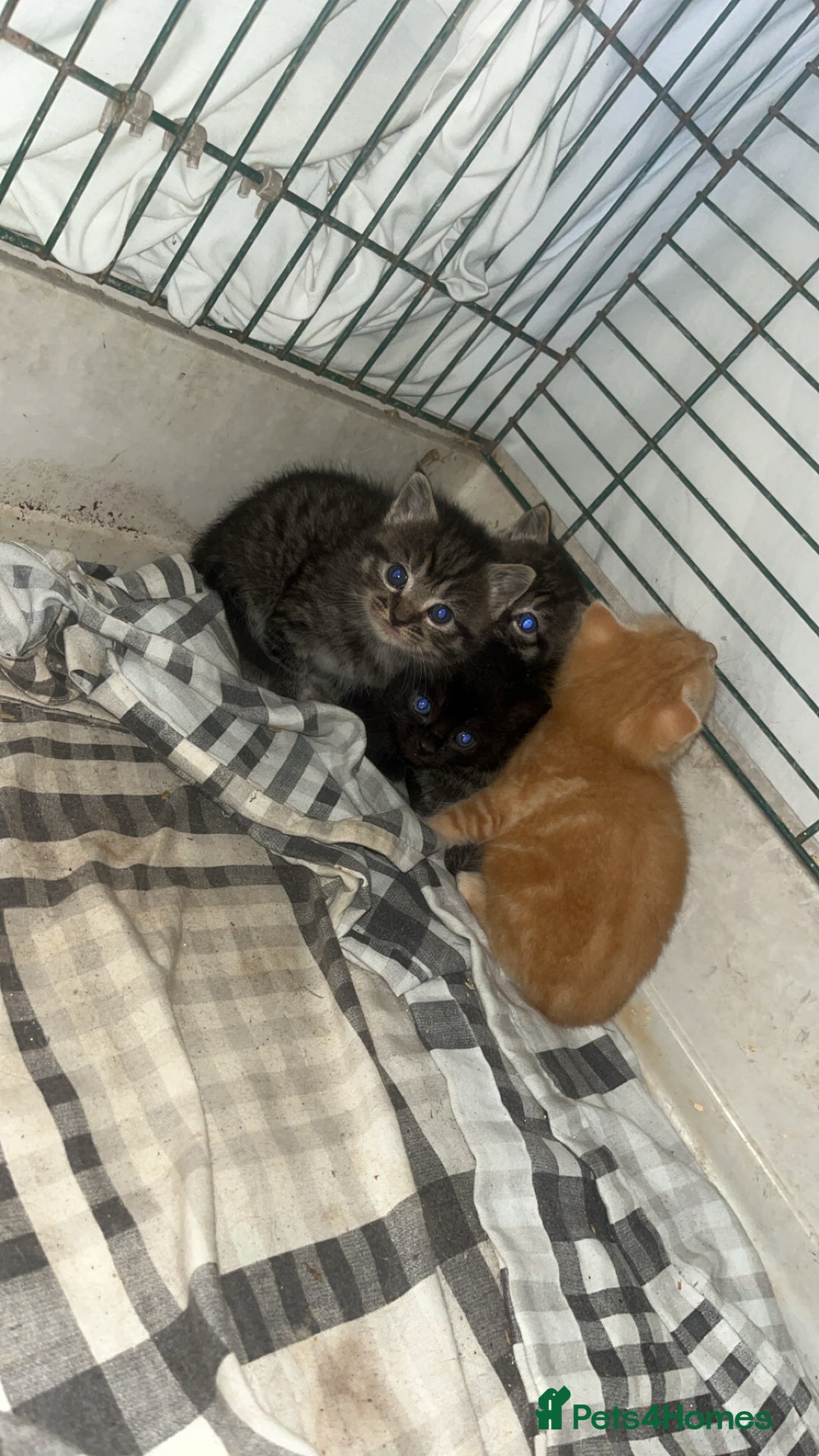 Mixed Breed cats for sale: Mainecoon cross kittens  - Image 5