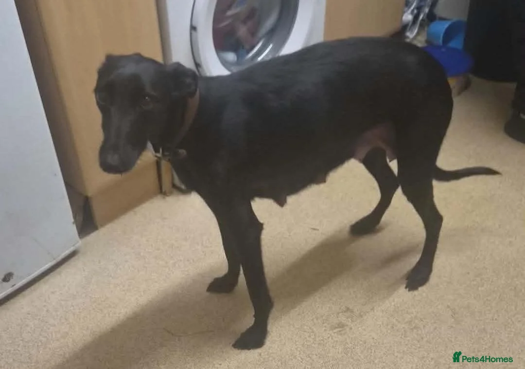 Whippet dogs for sale: 3 girls one boy  - Advert 1