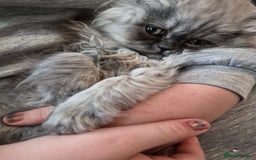 Persian cats for sale: 2 beautiful females  - Advert 2