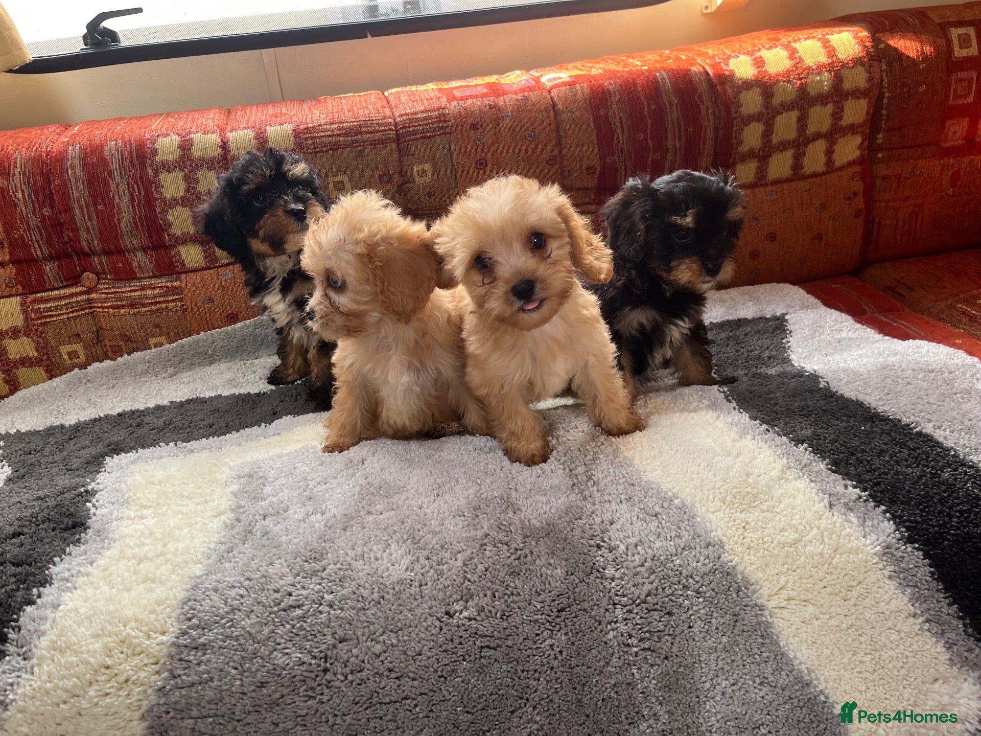 Cavalier King Charles Spaniel dogs Adorable Cavalier King Charles x Mini Poodle Pups - Advert 8