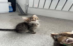 Mixed Breed cats for sale: Kittens available (3 girls & 1 boy) - Image 13