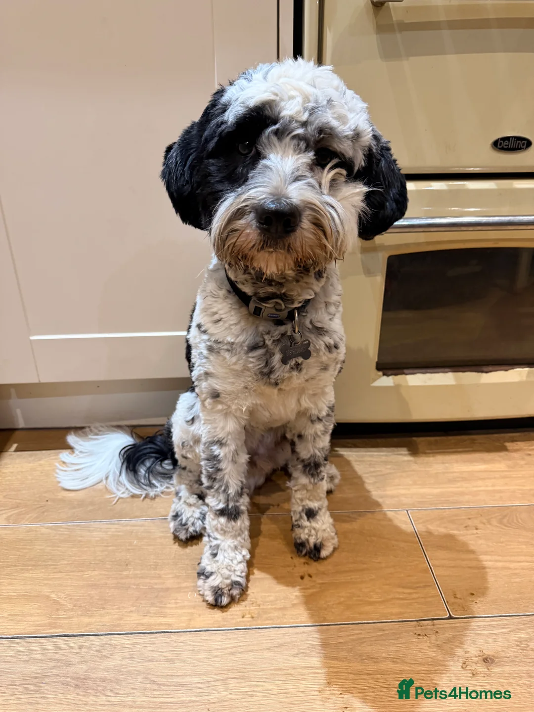 Tibetan Terrier dogs for sale: 1 year old Tibetan Terrier Boy - Advert 3