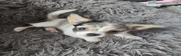 Chihuahua dogs for sale: Adorable Chihuahua Puppies  in Chelmsford - Advert 6